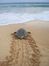 tortuga
