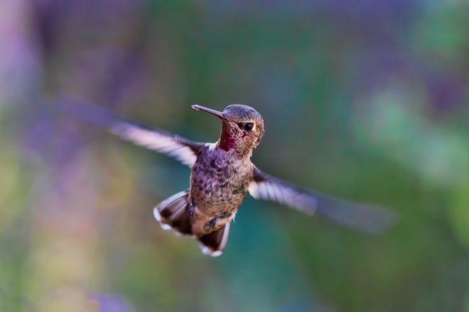 del mass j 2126-8140 al vuelo del colibrí