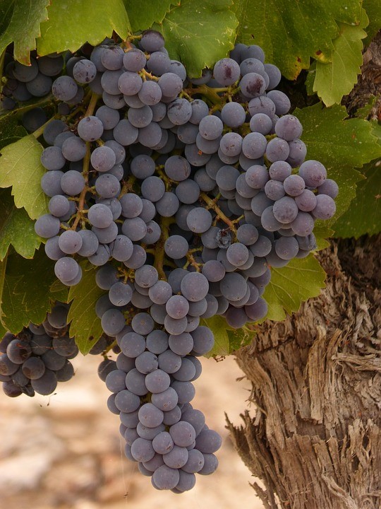 uva vino calidad