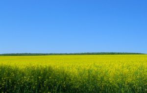 922168_flower_field_2